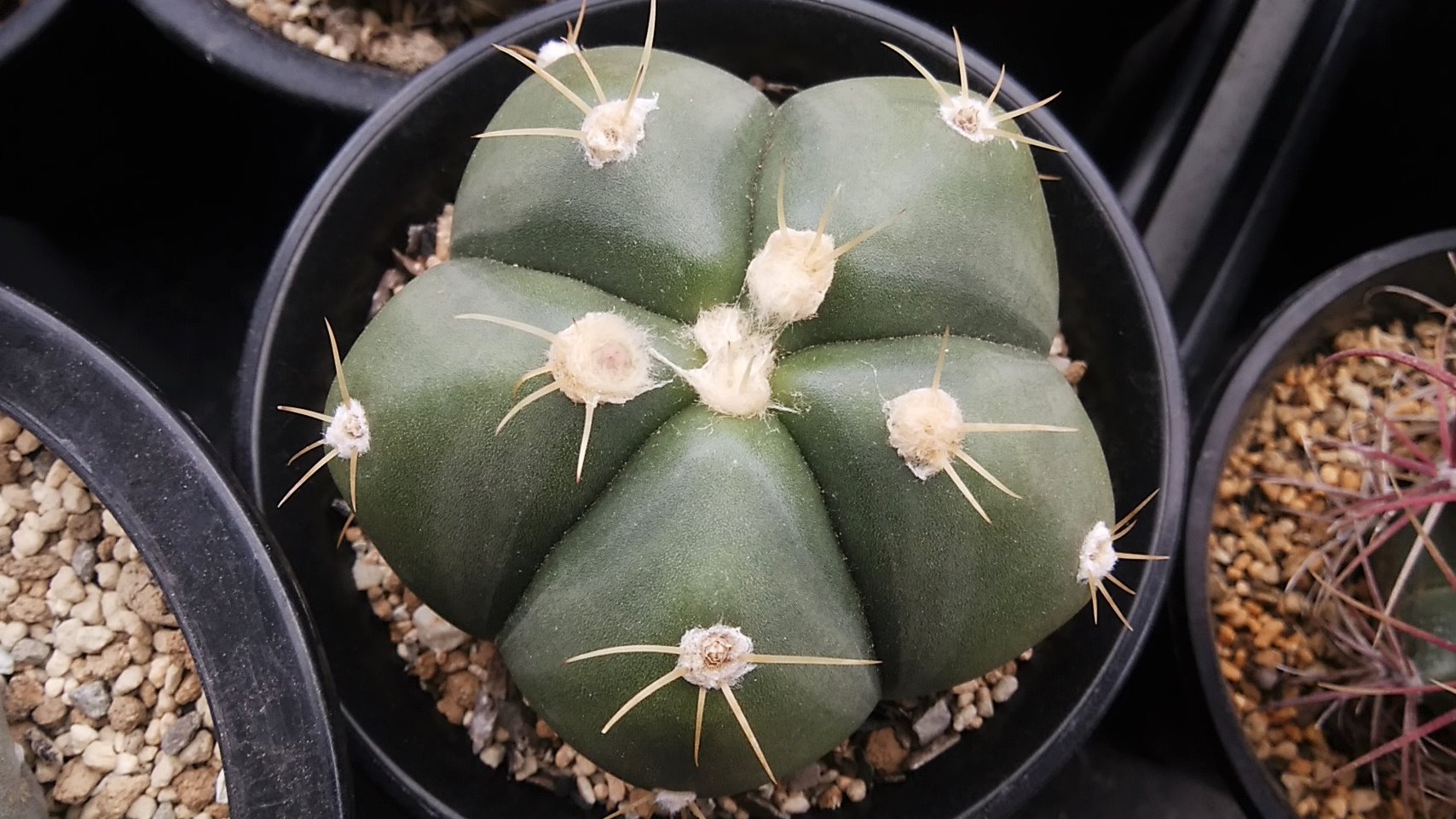 鈴木 天気悪すぎて花もストック画像ですわ ౪ 逆にすぐ日焼けさせるペンタカンサは青々として綺麗です サボテン ルリ兜 光虹丸 ヘリオーサ ペンタカンサ アストロフィツム ロビビア レブチア ギムノカリキウム T Co eeacojru