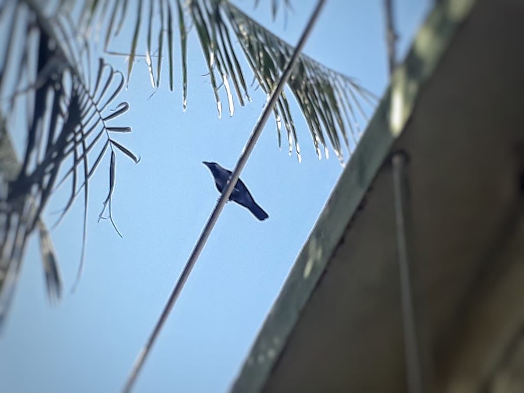 MeetTreat's tweet photo. Crows are very common all around the world. They are black in colour. They are omnivorous and keep insect population in control.

#BirdFacts 
#BSSWorldWide 
#BeaconhouseGlobalProjects 
#Treat&amp;Tweet https://t.co/cD2q2EMH6R