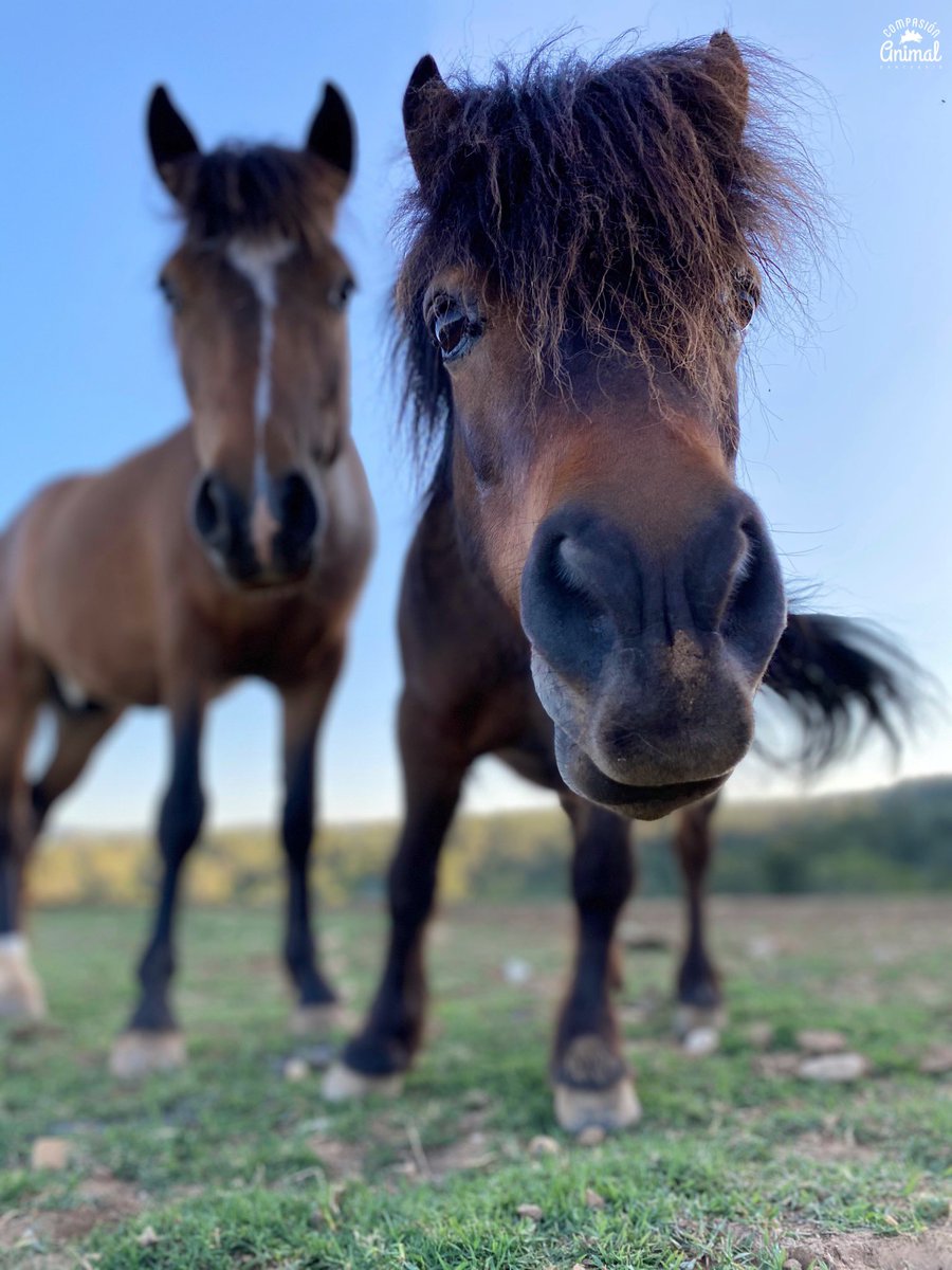 CompasionAnimal's tweet image. Thorin y Trancos se han hecho muy amigos y pasan casi todo el día juntos
Lo curioso es que cuando Trancos llegó, Thorin no lo podía ni ver, pero ya sabéis que los que se pelean se desean y con el paso del tiempo ya son inseparables.

→ compasionanimal.org/socios