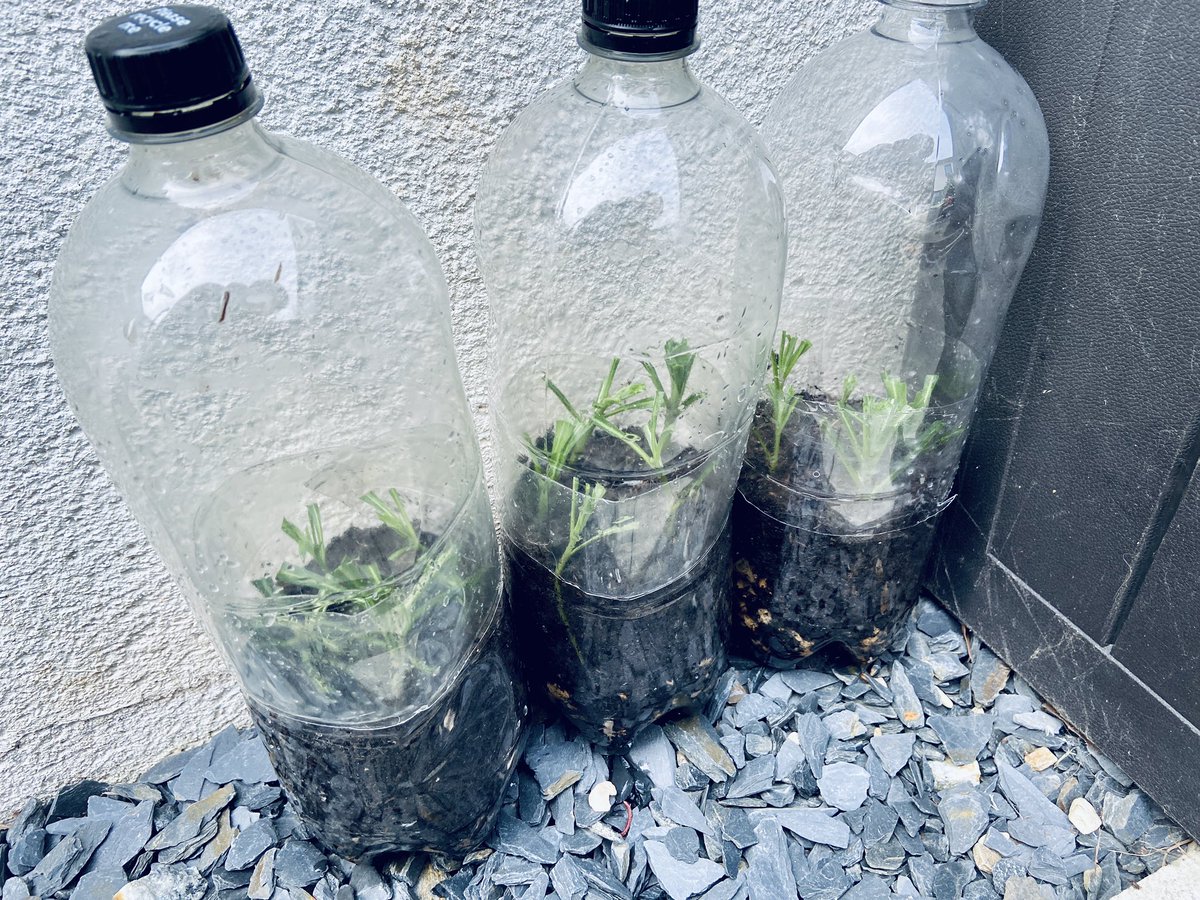 JacobWoolcock's tweet image. Inspired by @GWandShows last week I’ve spent my morning taking some cuttings and planting them in recycled plastic bottles. It’s nice starting the day with something that isn’t a computer screen. #NotEdTech