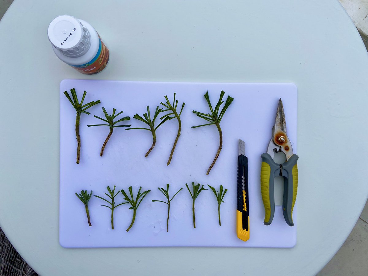 JacobWoolcock's tweet image. Inspired by @GWandShows last week I’ve spent my morning taking some cuttings and planting them in recycled plastic bottles. It’s nice starting the day with something that isn’t a computer screen. #NotEdTech