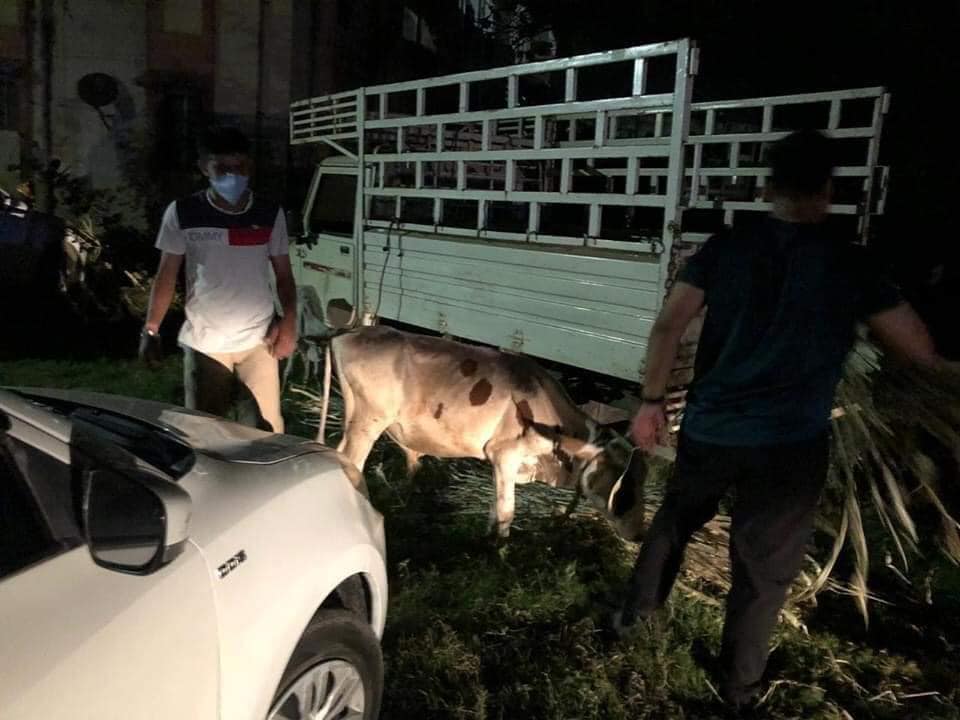 hyvbharuch's tweet photo. #जय_गौमता🙏🙏🚩🚩
अंकलेश्वर शहर की पुलिस टीम ने सूचना के आधार पर, मुल्लांवाड़ इलाके में कसाईखाने से 5 से 6 गायों का जीवन बचाया
अंकलेश्वर की पुलिस टीम ने रातो रात गौ माता के लिए घास-चारा मँगवाया और उनकी सेवा की🙏
बहुत बहुत धन्यवाद अंकलेश्वर पुलिस टीम
@BharuchPolice @GujaratPolice https://t.co/Jx0qu0hifG
