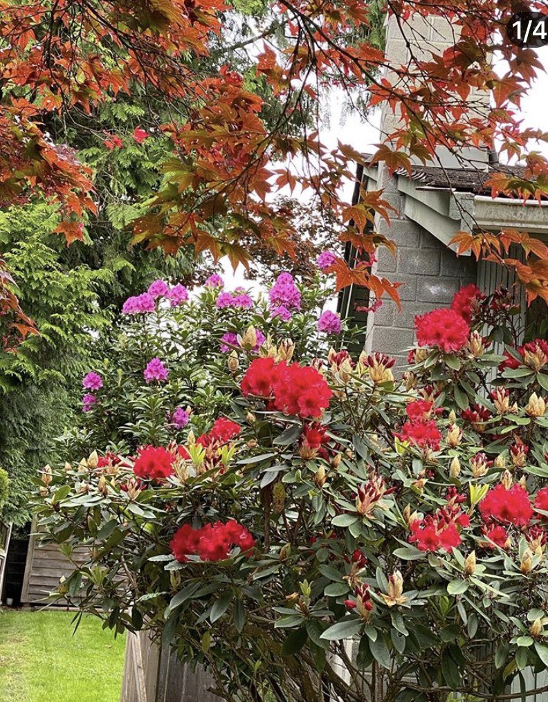 lakkshmisingh's tweet photo. If you truly love nature, you will find beauty everywhere.” "Nature always wears the colors of the spirit." "Look deep into nature, and then you will understand everything better." #naturelovers #StayAtHome #colourfultree #Flowers #MotherEarth #Covid_19 #naturetherapy https://t.co/bQoyDN4O3A
