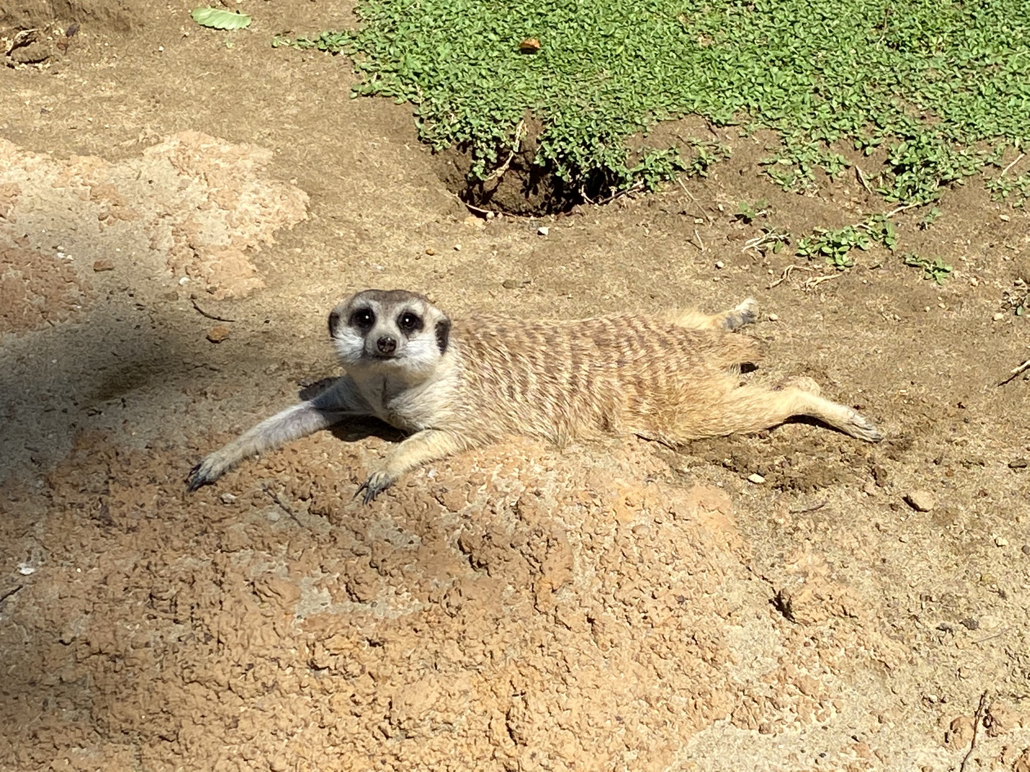 思わず顔が緩む くつろいでたらイスと間違われるミーアキャット 話題の画像プラス