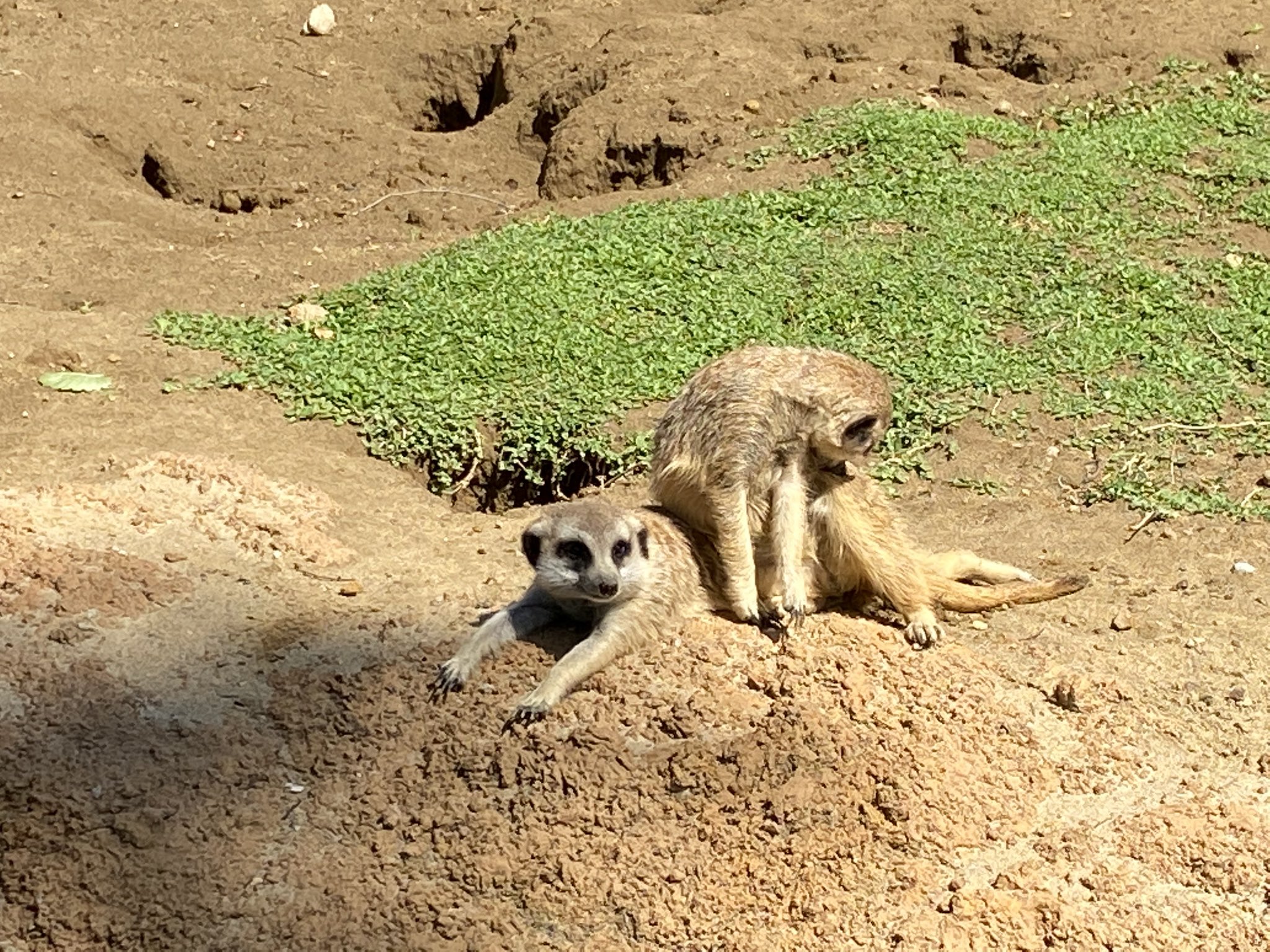 思わず顔が緩む くつろいでたらイスと間違われるミーアキャット 話題の画像プラス 思わず顔が緩む くつろいでたらイスと間違われるミーアキャット 話題の画像プラス