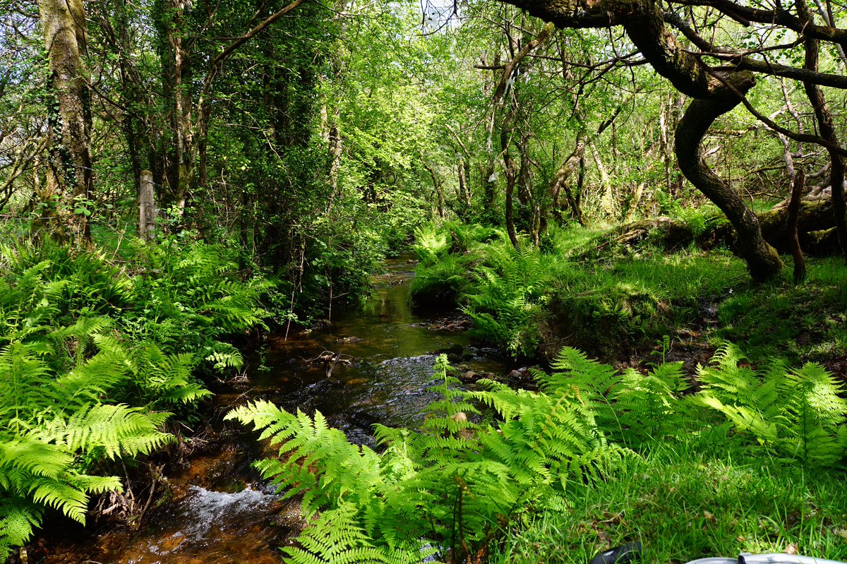 A lush #Dartmoor valley for a hot day ahead, near whitchurch down on Monday #Devon.
