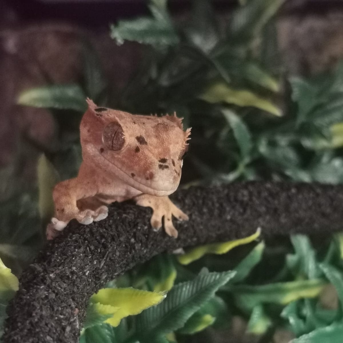 glimpseoptician's tweet photo. Lockdown has been an interesting time for us, new pets have been top of the list, Chickens, Dogs. Steph went a different meet Pascal her new gecko #newpet #eyewear #independentopticians #greatwesternarcade #birmingham #lunnettes https://t.co/Y3Vq76gaG9