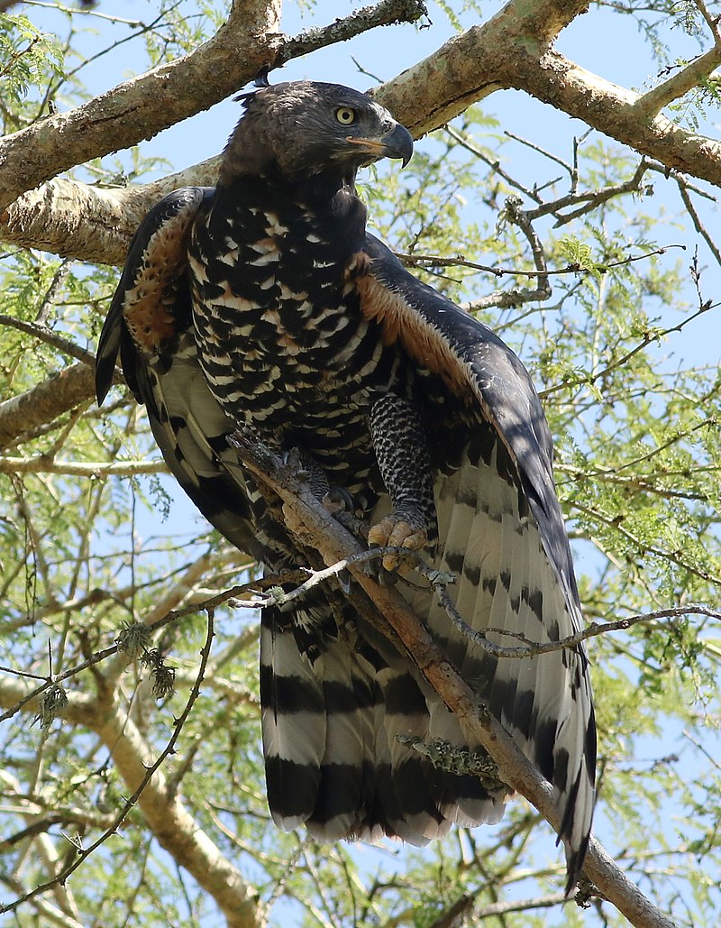 NEW PAPER OUT:
Urbanization is associated with increased breeding rate, but decreased breeding success, in an urban population of near-threatened African Crowned Eagles

@AmOrnith @RebeccaPMuller @PeSumas @urbanraptors
#ornithology #UrbanEcology #raptorResearch @Fitztitute @UKZN