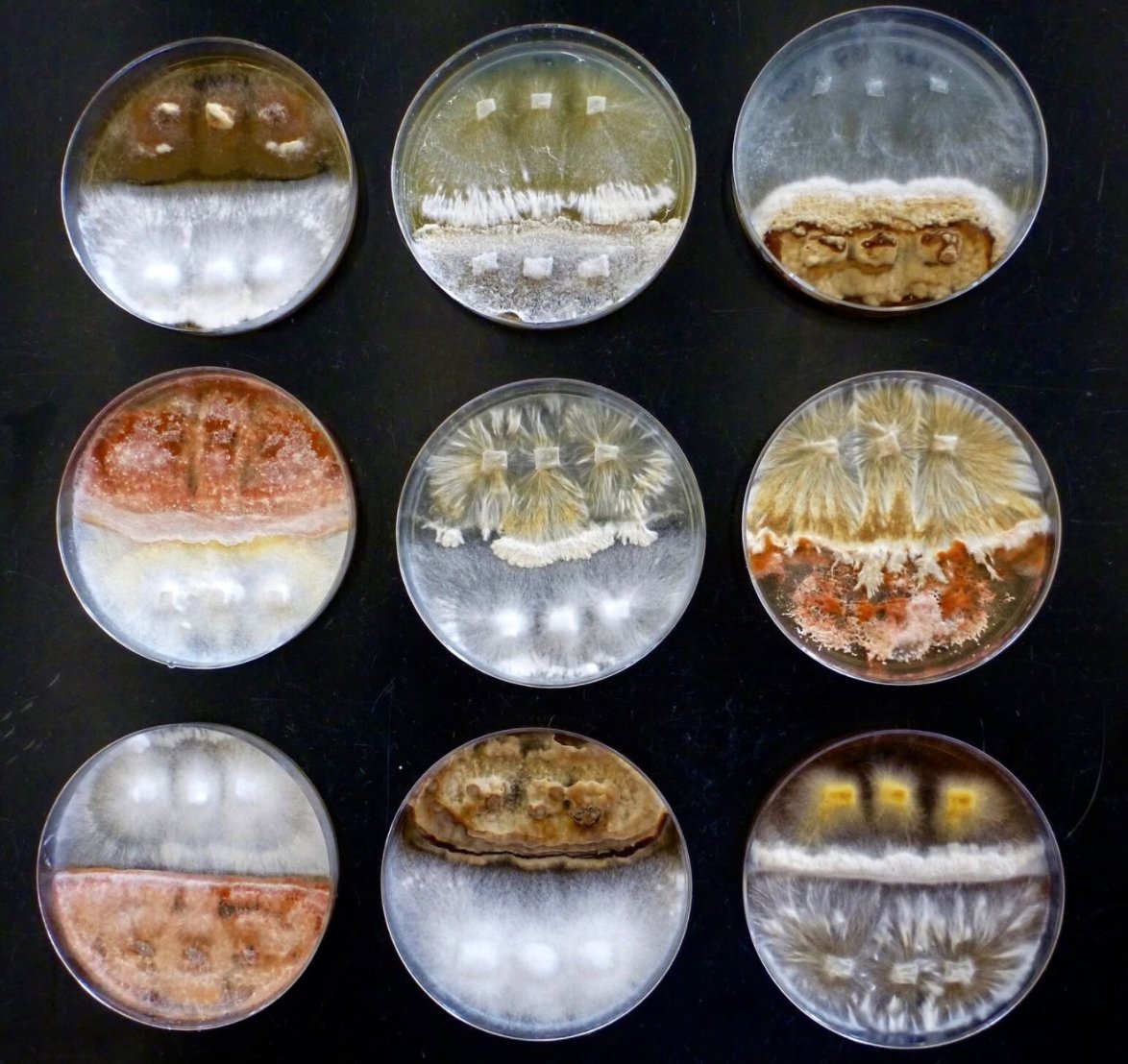 Crowther Lab tweet media