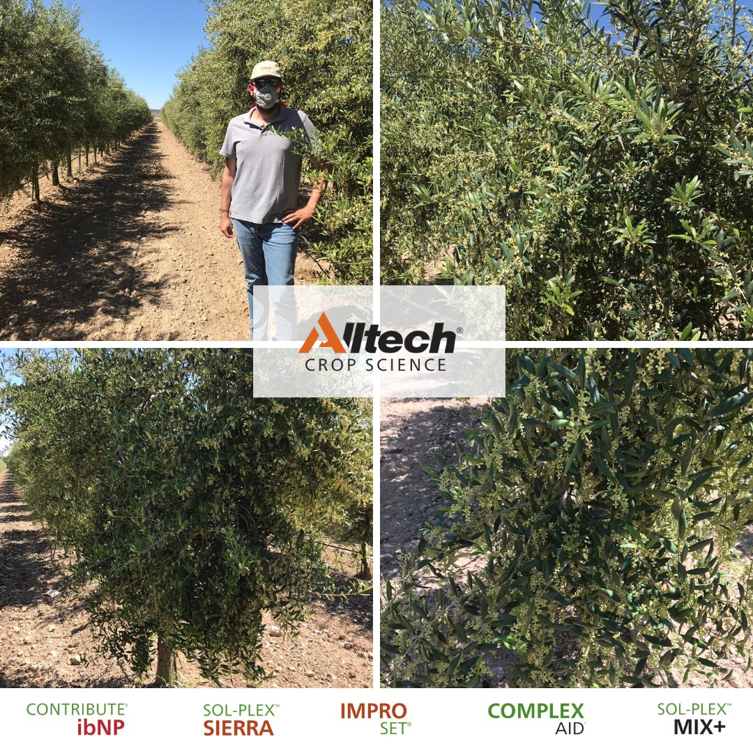 AlltechSpain's tweet photo. 🌳 Nuestro compañero Javi ha visitado con nuestro dealer Manuel Belmonte este impresionante #olivar en ecológico, en el que han aplicado nuestro Protocolo #ACS.
 
✅ Soluciones ACS:

CONTRIBUTE® ibNP
SOL-PLEX® SIERRA
IMPRO-SET®
COMPLEX AID®
SOL-PLEX® MIX

https://t.co/cjlsXgpLfU https://t.co/WtZaqv4Oot