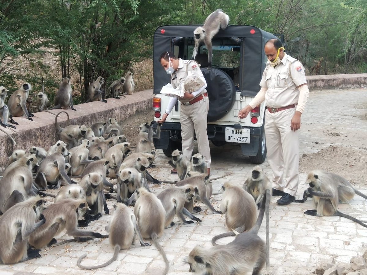 jaipur_police's tweet photo. यातायात पुलिस निरीक्षक श्री सुरेश स्वामी जी एवं उनकी टीम ने चांदी की टकसाल, धोबी घाट, गलता गेट आमेर व नाहरगढ़ क्षेत्र के बीहड़ और सुनसान क्षेत्रों में बेजुबान परिंदों और जानवरों के भोजन व पानी की व्यवस्था कर मानवता की मिसाल कायम की।  

#JaipurPolice #CoronaWarriors #HearTheUnherd https://t.co/COwP2gzDfS