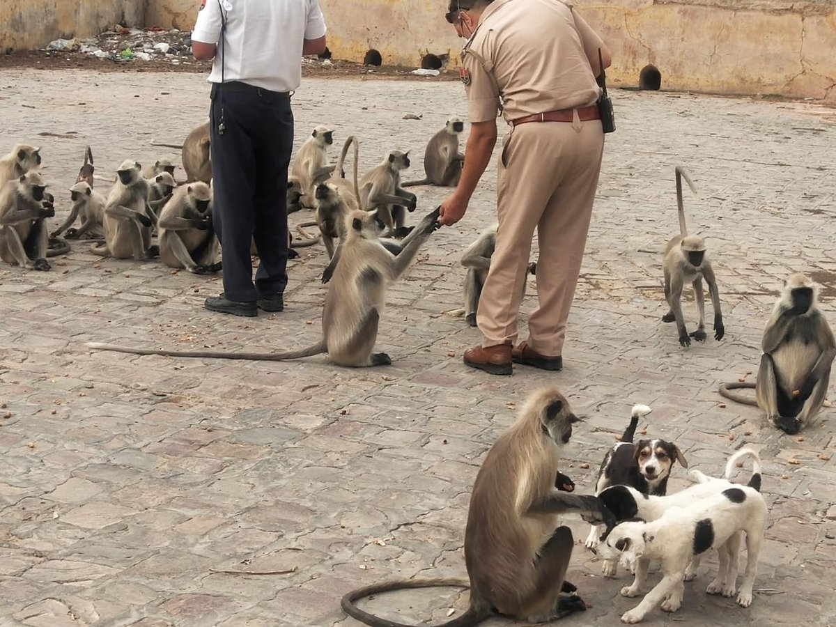 jaipur_police's tweet photo. यातायात पुलिस निरीक्षक श्री सुरेश स्वामी जी एवं उनकी टीम ने चांदी की टकसाल, धोबी घाट, गलता गेट आमेर व नाहरगढ़ क्षेत्र के बीहड़ और सुनसान क्षेत्रों में बेजुबान परिंदों और जानवरों के भोजन व पानी की व्यवस्था कर मानवता की मिसाल कायम की।  

#JaipurPolice #CoronaWarriors #HearTheUnherd https://t.co/COwP2gzDfS