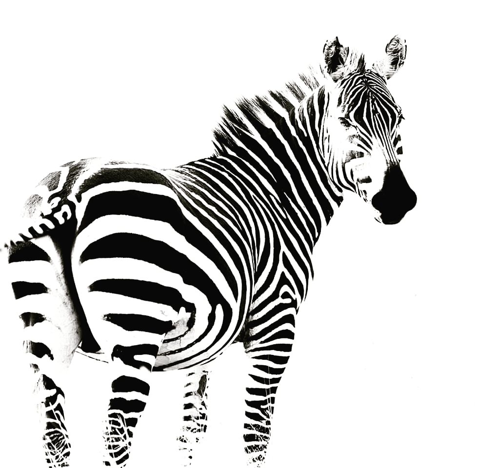 nimtreeWildlife's tweet photo. Turning an ordinary image into a keeper image by #creative #editing,  under 5 min!

#photosafari #photography #wildlifephotography #wildlife #picoftheday #wildlifetour #bigcat #africanwildlife #masaimara #photography #blackandwhite #bwwildlife
#highkey #wildlifephotographer https://t.co/ajmj4SC2J5