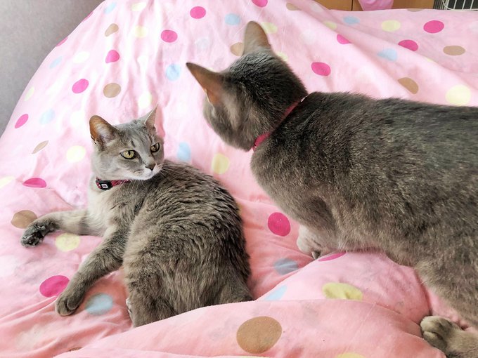 猫モフーのtwitterイラスト検索結果