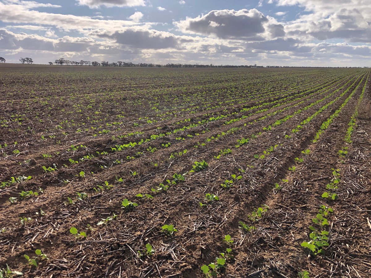Excellent vigour from 540XC truflex canola @ Kinnabulla 4WAS about to get first RR plantshield application <a href="/tyler_lehmann7/">Tyler Lehmann</a> <a href="/DMAg_consultant/">Matt Witney</a> <a href="/CaptainCanola/">Justin Kudnig</a> <a href="/PacificSeeds/">Pacific Seeds</a>