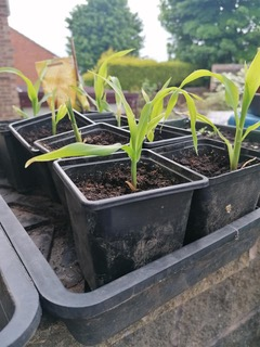 ShefFlourish's tweet photo. POTS AND TRAY DONATIONS WANTED 🌱
Our fab enterprise @OasisGardening1 have been delivering free seed packs (includes compost, seeds, pots and trays) to people's homes but we need some more small pots and seed trays!
If you can help, let us know! Thank you! https://t.co/2OTFJaDuGA
