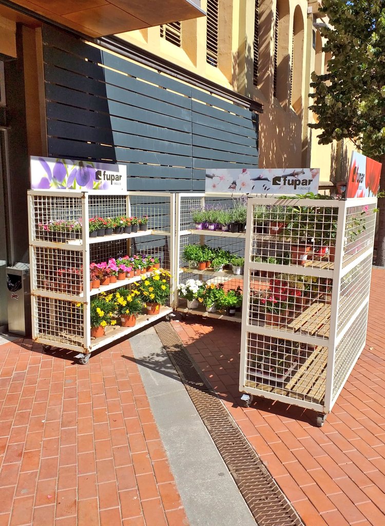 LaFACT_Fupar's tweet photo. 🆕 Ja hem muntat l'aparador exterior de la paradeta que tenim al @MercatIndep #Terrassa amb flors i plantes de temporada, seguint totes les mesures de seguretat, higiene i desinfecció. Entreu dins el mercat i visiteu-nos! 😍 https://t.co/ENAnWgDPte
