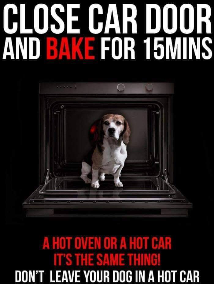 TheK9Angels's tweet photo. Pls RT! Dogs should NOT be left in hot cars. For ANY length of time. Cars get much hotter than the outside temperature. It takes hardly any time for dogs to get dehydrated, overheat and die. So please just do NOT leave #dogs in cars when it's warm outside. #KeepDogsSafe https://t.co/rFKwyJuMue