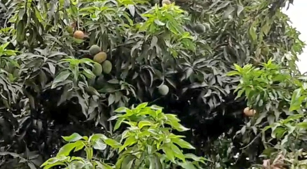 شجرة منقة في بيت في نص الخرطوم في #السودان ، ماشاء الله بياكل منها أهل الدار وناس الحلة.
في مبادرات للبدء في زراعة أشجار مثمرة في و أمام المنازل. يا ريت دي تبقى جزء من الثقافة العامة. زرع شجرة في كل مناسبة عيد ميلاد، زواج، خطوبة، ولادة طفل، نجاح في مدرسة، الخ.