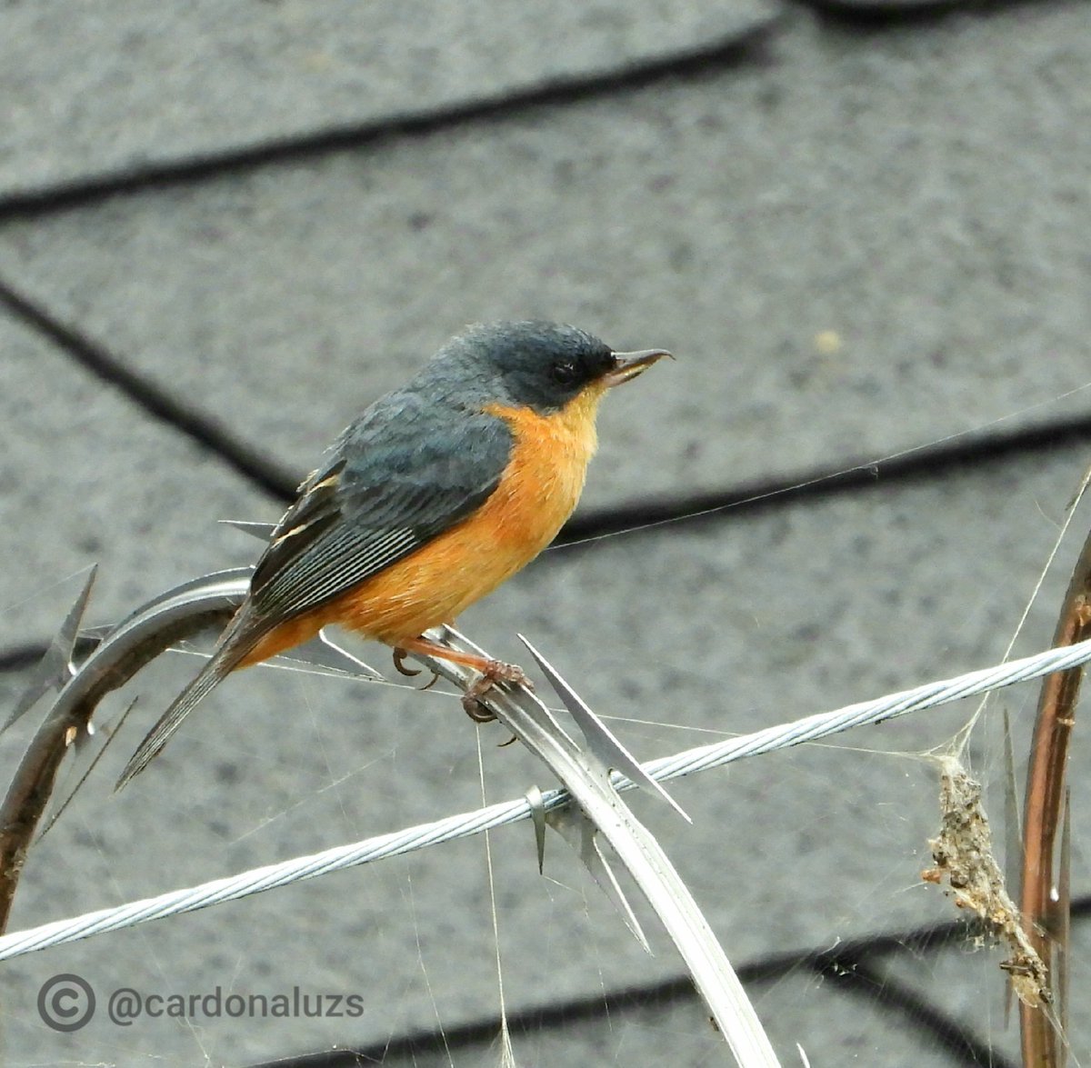 cuzy317's tweet photo. El sr. Y la sra. Diglossa sittoides - picaflor Canela/ diglosa payador 
#DesdeCasa #DesdeMiVentana #DesdeLaVentana #AvesDesdeCasa #birdwatching #birding #birdphotography #NaturePhotography #BirdTwitter #AvesDeColombia #birds @anima_fauna @avesbogota https://t.co/YwnkI1en0i
