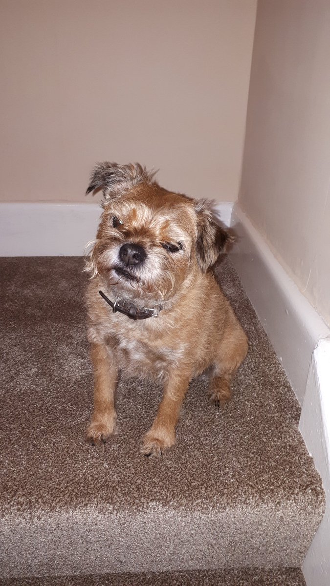 Rosgale10's tweet photo. @reallorraine Ruby is booked in for next week ! https://t.co/IlZYEpWH5t