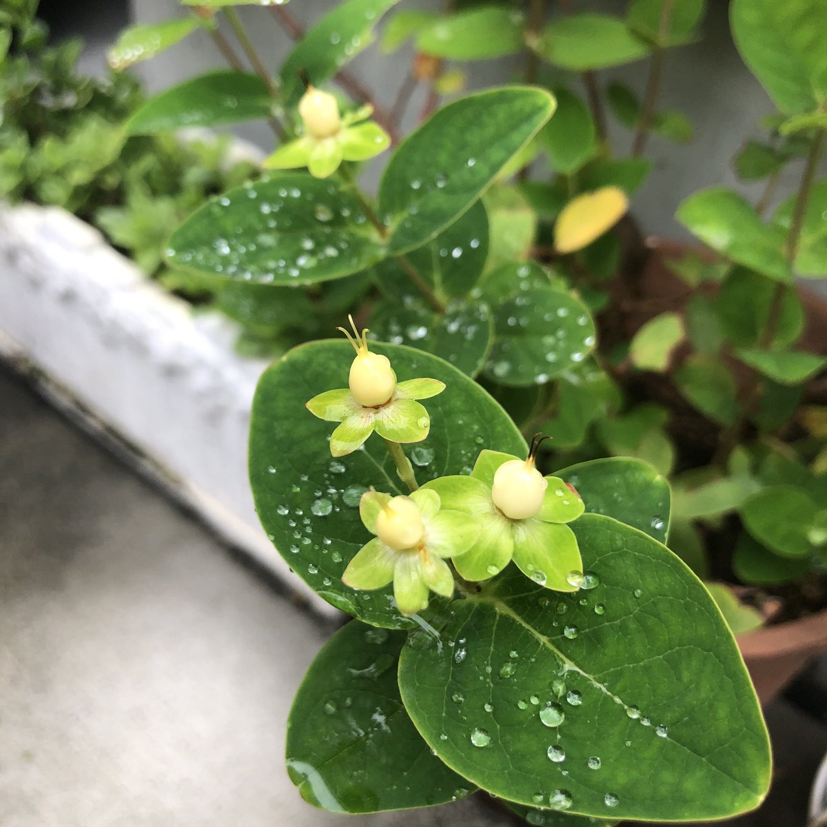 椎名桂子 Shiina お庭の草花 に癒されるなぁ と 何度も呟いたね と 思い ハッシュタグつけてく事にした 一年経つ頃にはお庭の草花のお名前 ほとんど網羅できるかな この子は 舞台のお祝いで頂いた赤 い実の枝を 挿し木したらこんなに大きく