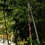 【画像を開いてビックリ笑えるw】こんなところで工事中？空中に浮くカラーコーン!？