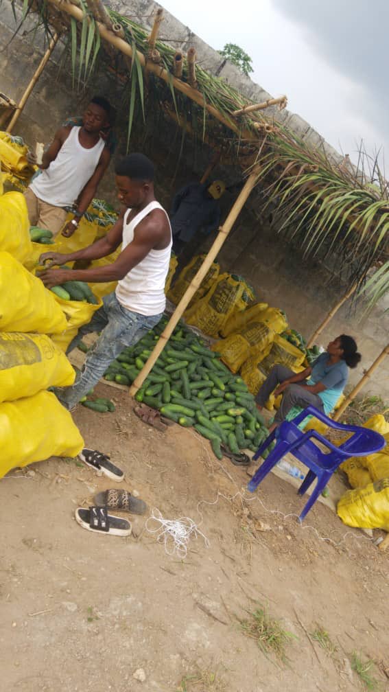 Bibiiremusings's tweet photo. My younger brother just harvested some fresh and healthy Cucumbers. If you know anyone interested in buying bags of Cucumbers kindly contact me. Good people of the TL please retweet. https://t.co/YNP0abiv55