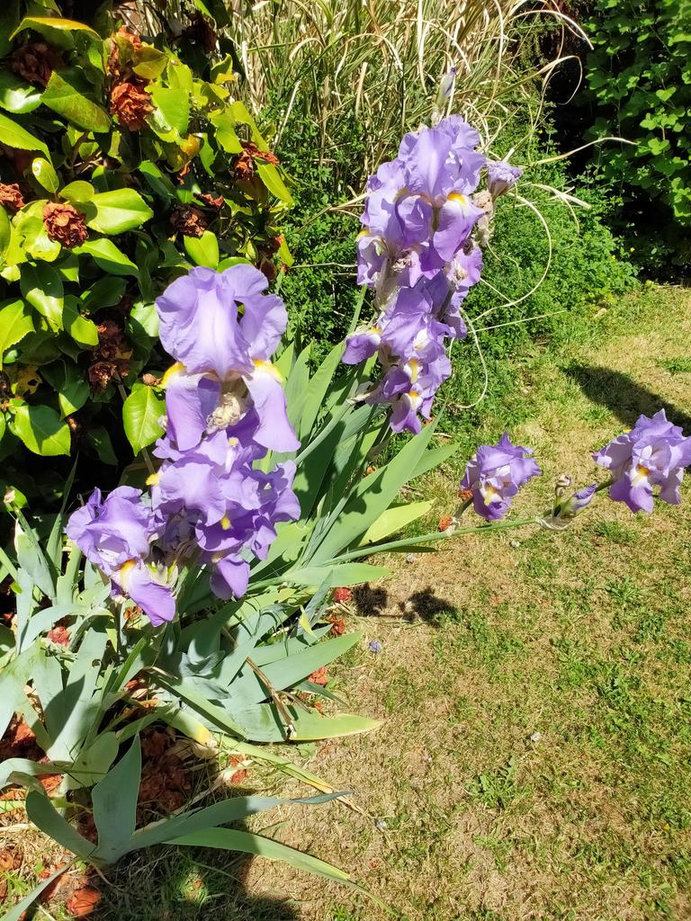 Never had so many blooms on these for so long. Happy today!