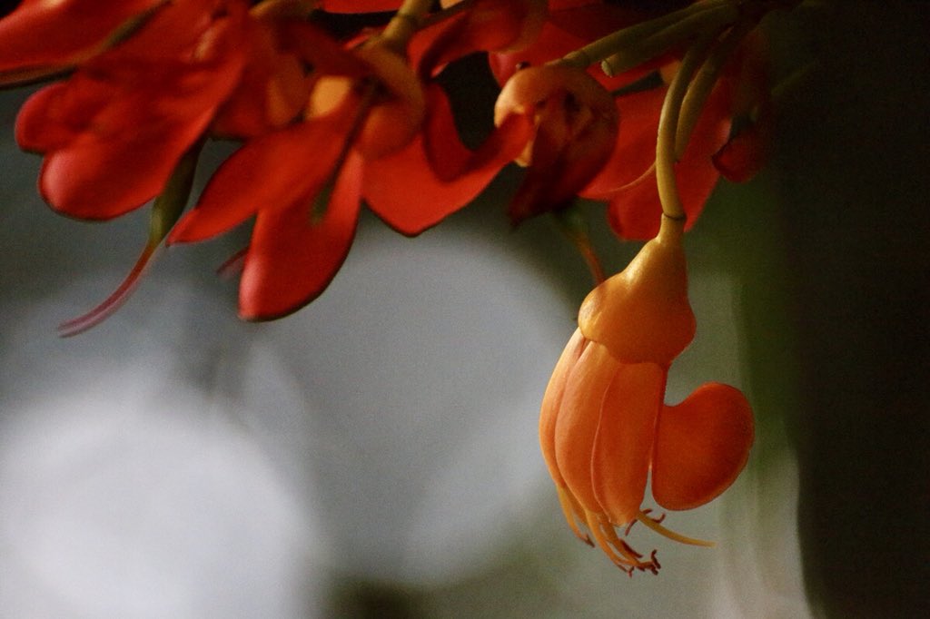 AnilAnnaiah's tweet photo. #Celebrate! your #Love #Story with #Nature here. Share your #Gratitude     
Visit:https://t.co/5COfBQBzxT 
#NatureIsArtForConservation #DiscoveringScienceThroughTheLens #MeTheChangemaker #BrandRadianz #Planet #films #WorldBiodiversityDay #GlobalGoals #SDGs  #engagement #BestInUs https://t.co/BysGyG7gii