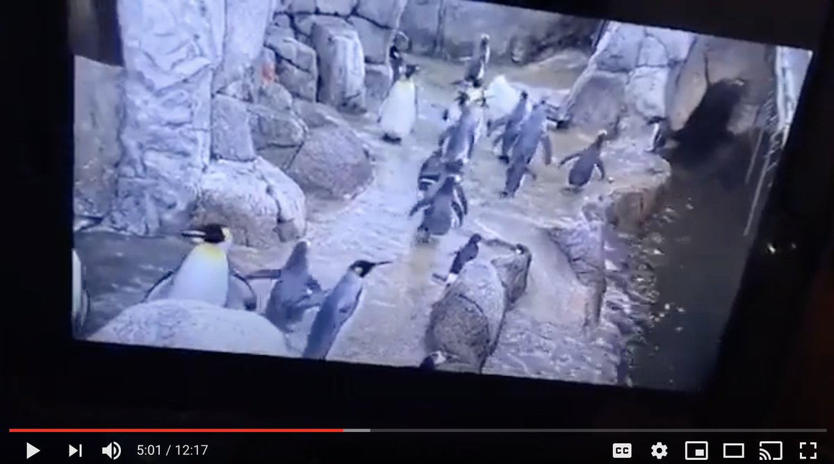 Detroit Zoo On Twitter Let S See What The Penguins Are Up To In The Penguinarium As We Take A Closer Look At Something All Animals Use At The Zoo With Akilah Education