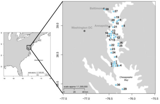 Chelsea Rochman tweet media
