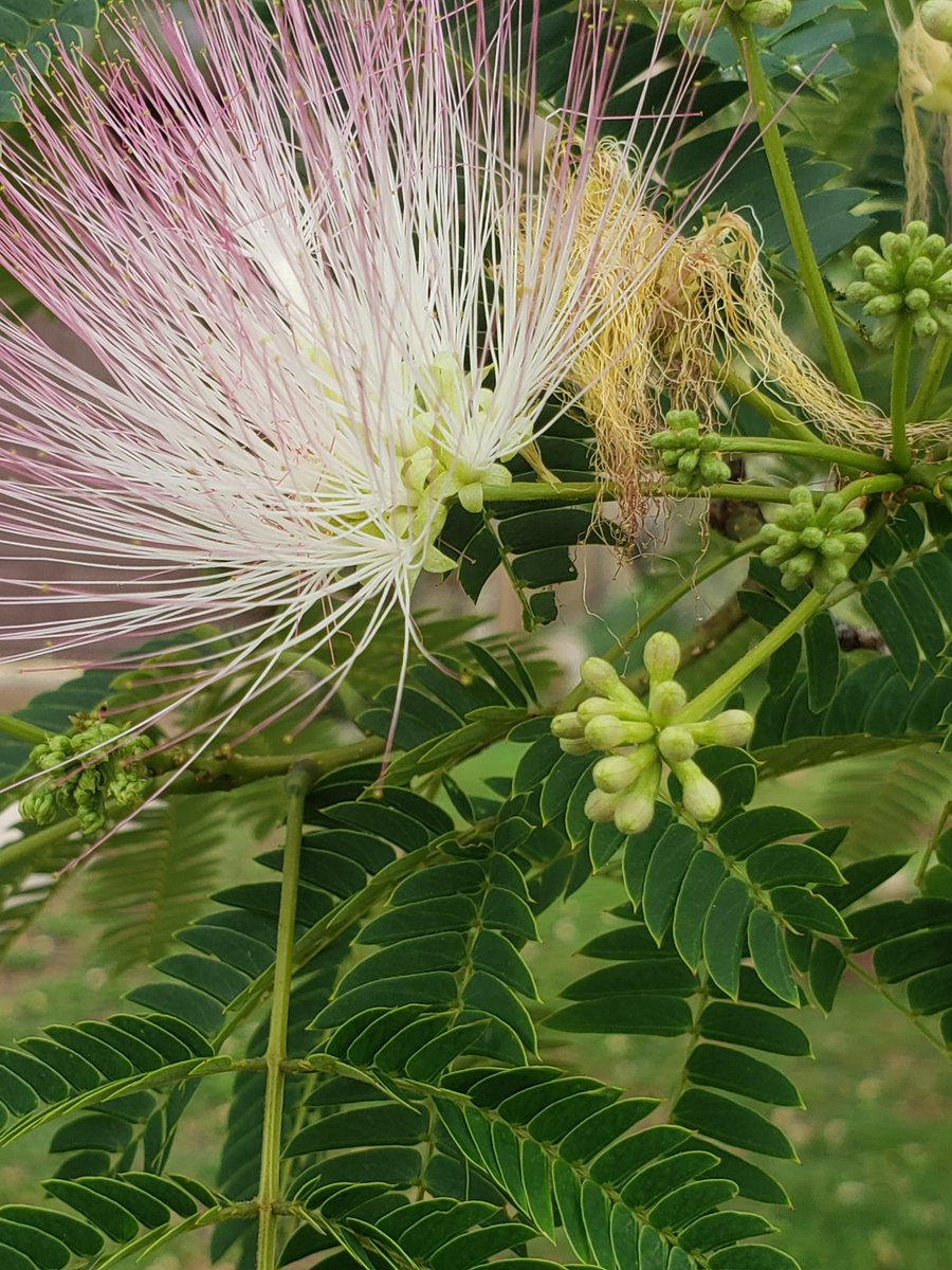 Beautiful day in #austin today. I don't know what these trees are but they so pretty and smell amazing.