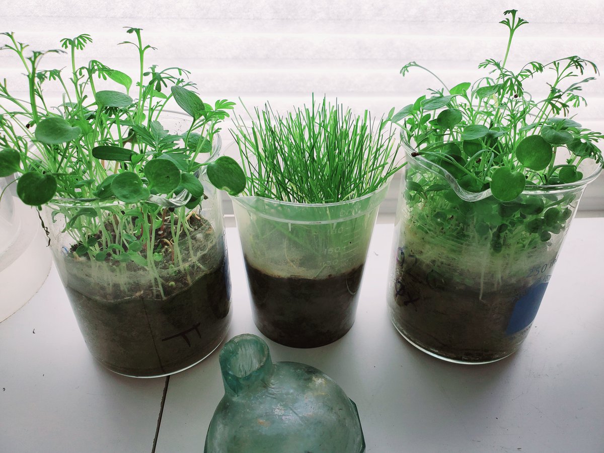 Germination test results for the various grasses and wildflowers.