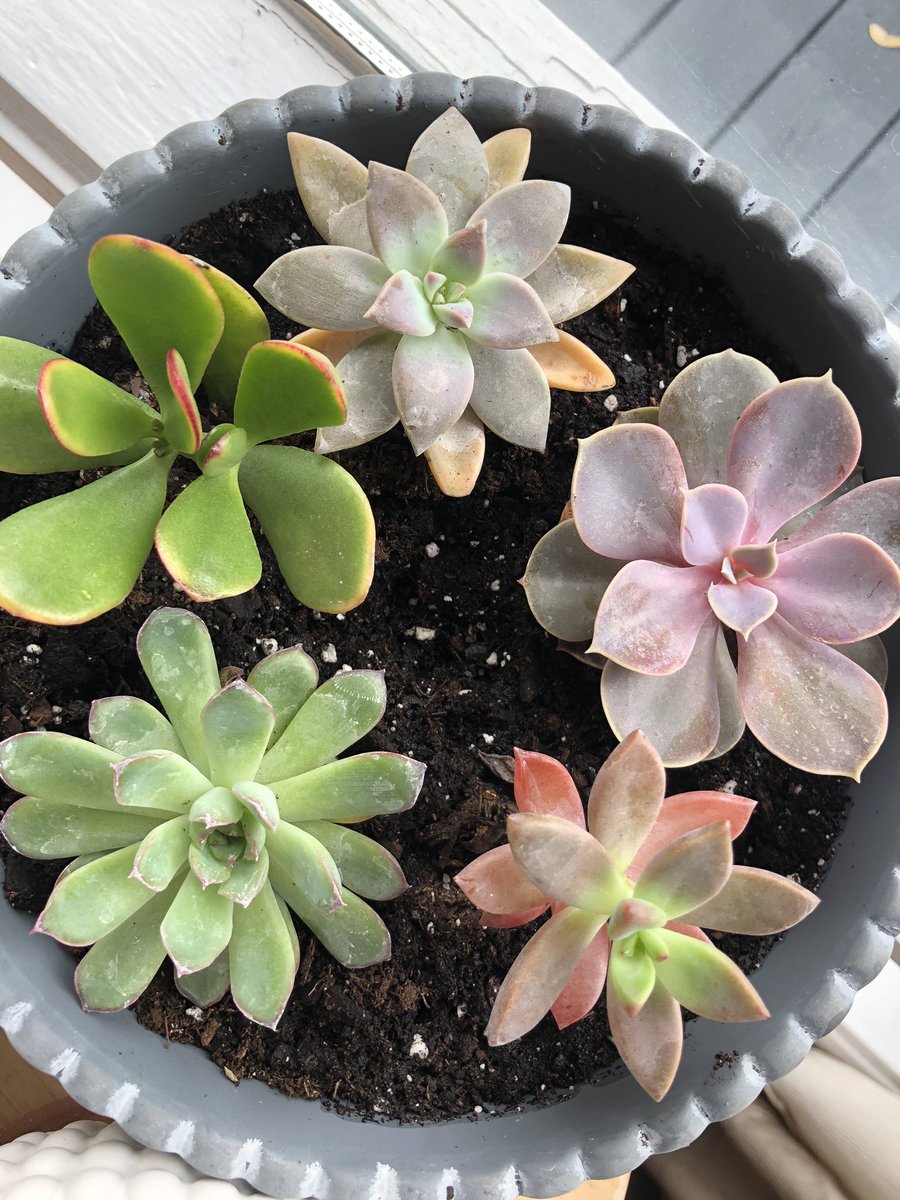 laineybanta's tweet photo. here’s to hoping my green thumb finally kicks in 🙏🏼 #ripalltheplantsivekilledbefore https://t.co/ewIDGkkaZ2