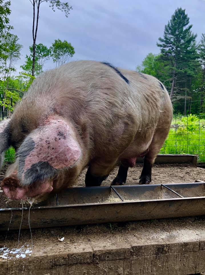 Livestock breed diversity is something not often discussed. Keeping breeds around means there's more genetics to pull from later, and that there's a breed for every need! #Gloucestershireoldspot #pig #woodlotpork #livestockconservancy