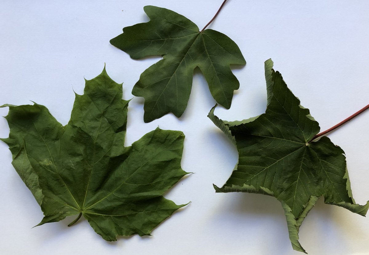 DrJoScience's tweet photo. #Day60 #ScienceActivity
Do some leaf rubbing! Collect some leaves, identify the trees, observe the structure of a leaf and find out about its functions and create some art! 🌿🍁🍃
https://t.co/pcbzBHN46f
#ScienceFromHome #ScienceInYourGarden #fscfinds #YoungLinneans #BeCurious https://t.co/IeUkVHFWmG
