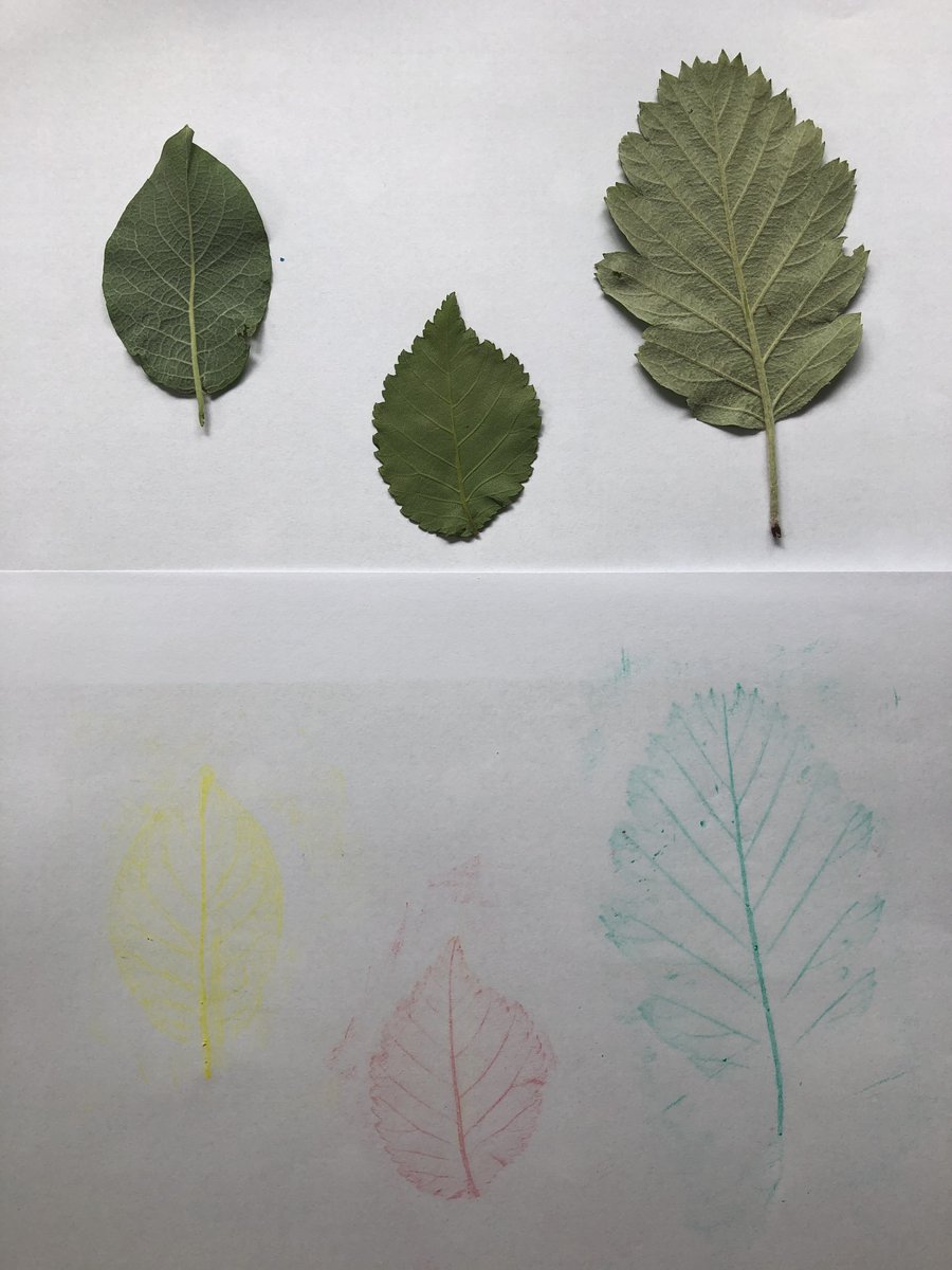 DrJoScience's tweet photo. #Day60 #ScienceActivity
Do some leaf rubbing! Collect some leaves, identify the trees, observe the structure of a leaf and find out about its functions and create some art! 🌿🍁🍃
https://t.co/pcbzBHN46f
#ScienceFromHome #ScienceInYourGarden #fscfinds #YoungLinneans #BeCurious https://t.co/IeUkVHFWmG