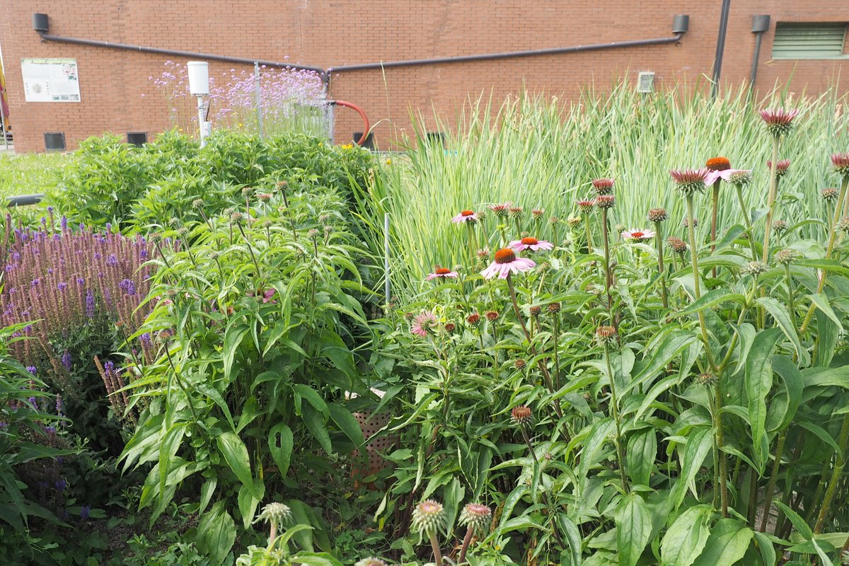 lifebeware's tweet photo. #BEWAREproject celebrates #LIFEbirthday!🎂🎉🎊
🌺In the pics two experimental #raingardens in the #Agripolis Center of @UniPadova! #BEWARE is adopting #NaturalWaterRetentionMeasures to #reduce hydraulic risk in urban and rural areas in the #Altovicentino! Thanks #LIFEprogramme! https://t.co/JRHmKKx7aZ