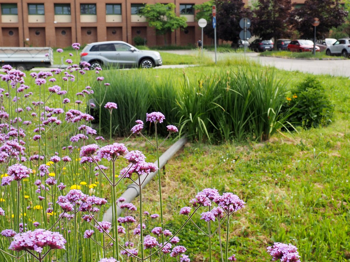 lifebeware's tweet photo. #BEWAREproject celebrates #LIFEbirthday!🎂🎉🎊
🌺In the pics two experimental #raingardens in the #Agripolis Center of @UniPadova! #BEWARE is adopting #NaturalWaterRetentionMeasures to #reduce hydraulic risk in urban and rural areas in the #Altovicentino! Thanks #LIFEprogramme! https://t.co/JRHmKKx7aZ