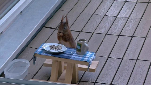 可愛い！！10歳の男の子が作った「特等席」がリスのお気に入りにｗｗｗ