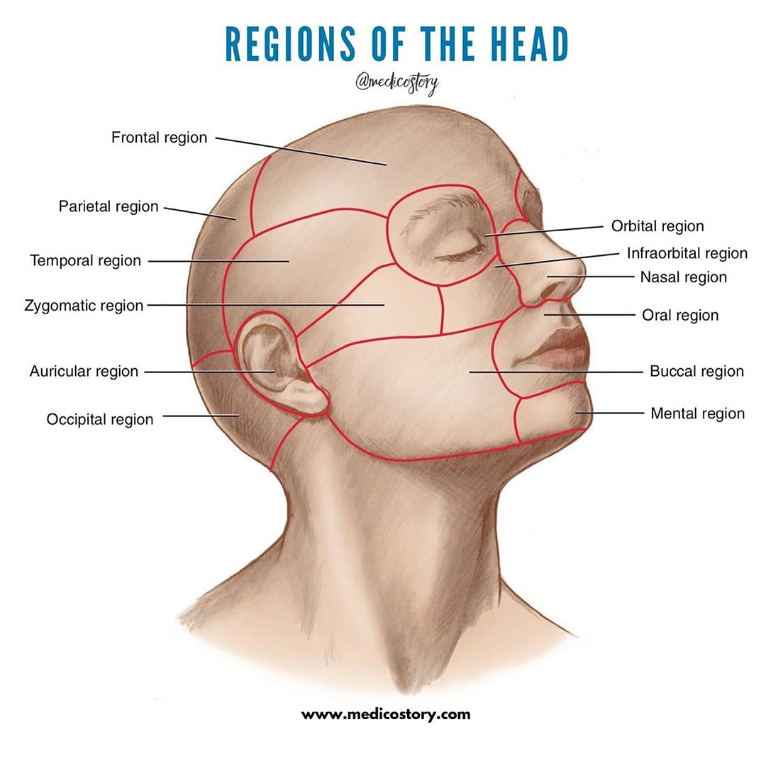 Затылок область. Границы подглазничной области. Строение головы. Области лица анатомия. Области головы анатомия затылок.