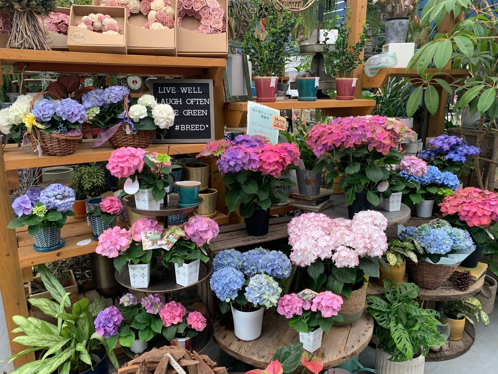 豊洲市場ドットコム 職人のあじさい緊急販売 葛西の花市場からの情報です 母の日の販売が進まず在庫を抱えています 通常であれば1鉢で5000円以上 世界にここだけの大栄花園オリジナル品種 あじさい5号鉢 3号鉢 T Co P0yclbwzhy 豊洲市場ドットコム 職人のあじさい緊急販売 葛西の花市場からの情報です 母の日の販売が進まず在庫を抱えています 通常であれば1鉢で5000円以上 世界にここだけの大栄花園オリジナル品種 あじさい5号鉢 3号鉢 T Co P0yclbwzhy