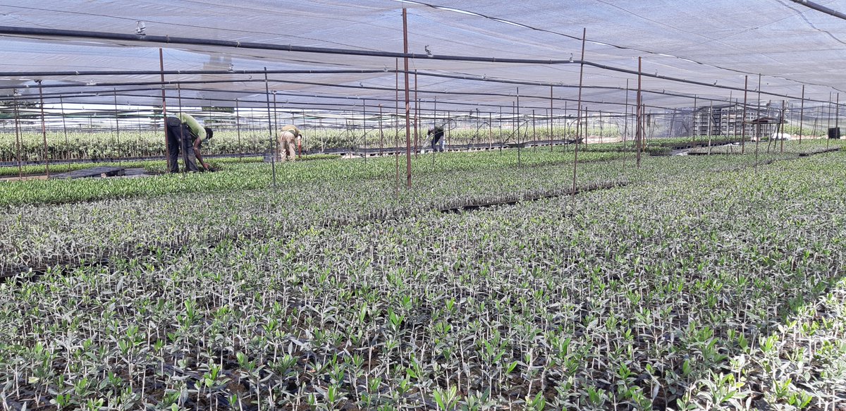 La_Conchuela's tweet photo. Empieza el calor en Córdoba. En el vivero nos preparamos para proteger la nueva plantera enraizada de ARBEQUINA y ARBOSANA bajo nuestros umbráculos. 🌿☀️🌿☀️🌿 https://t.co/aISp5a0Acc