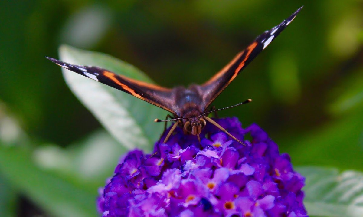 I’ve created a new website for my photos. Check it out angelastonebridgephotography.com #photography #NaturePhotography #landscapephotography #wildlifephotography