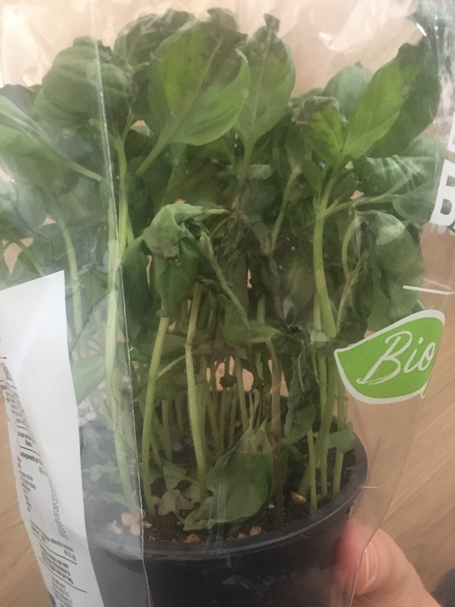 JurRub's tweet photo. Hee @albertheijn, gisteren stond deze basilicum plant er bij aankoop nog prachtig bij. Vandaag een ander beeld en het ruikt ook heel zuur. Wat is hier gebeurd? https://t.co/He8sugGN9Z