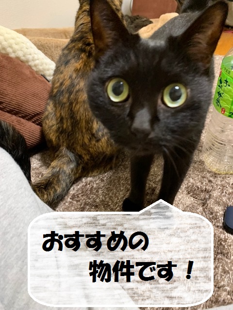 HousingProduce's tweet photo. ブログ更新：「陽当りの良いマンション」  https://t.co/CPcJydksBe　#船橋市 　＃マンション https://t.co/hCnXyui4DY