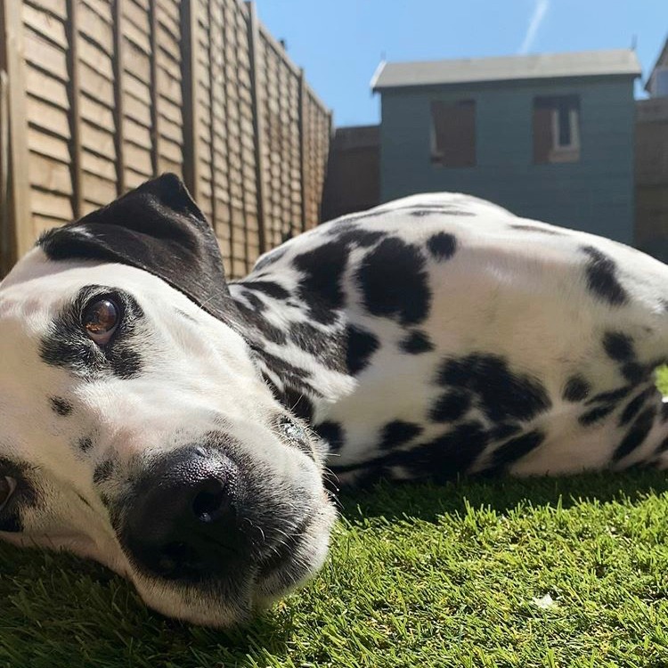 Daily Doggo Affirmation:
It's okay to rest! 🐶💛
Say it with us and send us one back 🐾👇
#MentalHealthAwarenessWeek