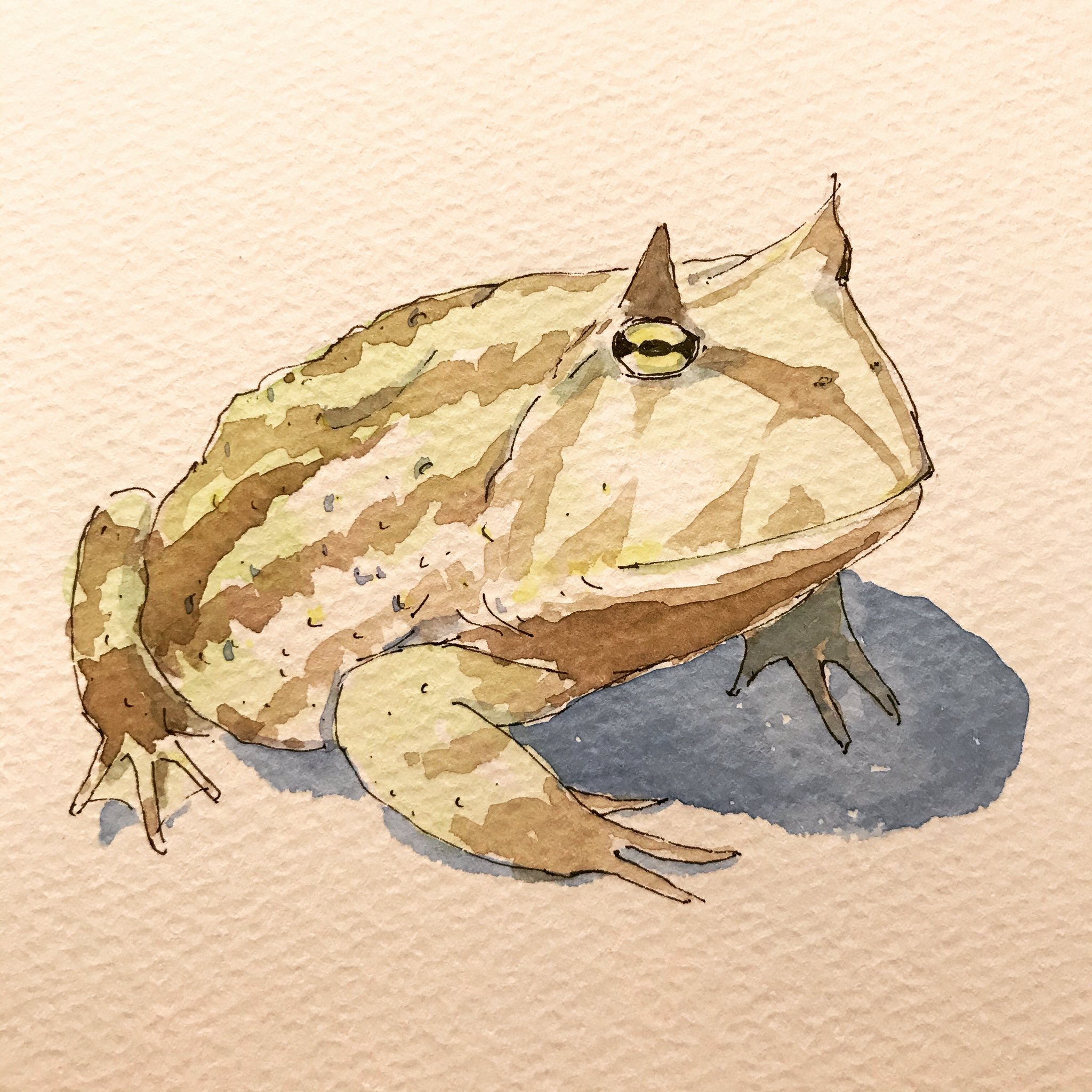 Manymanyhorses ベルツノです ケロケロ 水彩画 透明水彩 Watercolor Sketch Sketchbook イラスト スケッチ Frog カエル アマガエル フクラガエル Hornedfrog Argentinehornedfrog カエルイラスト ベルツノガエル Doodle T Co