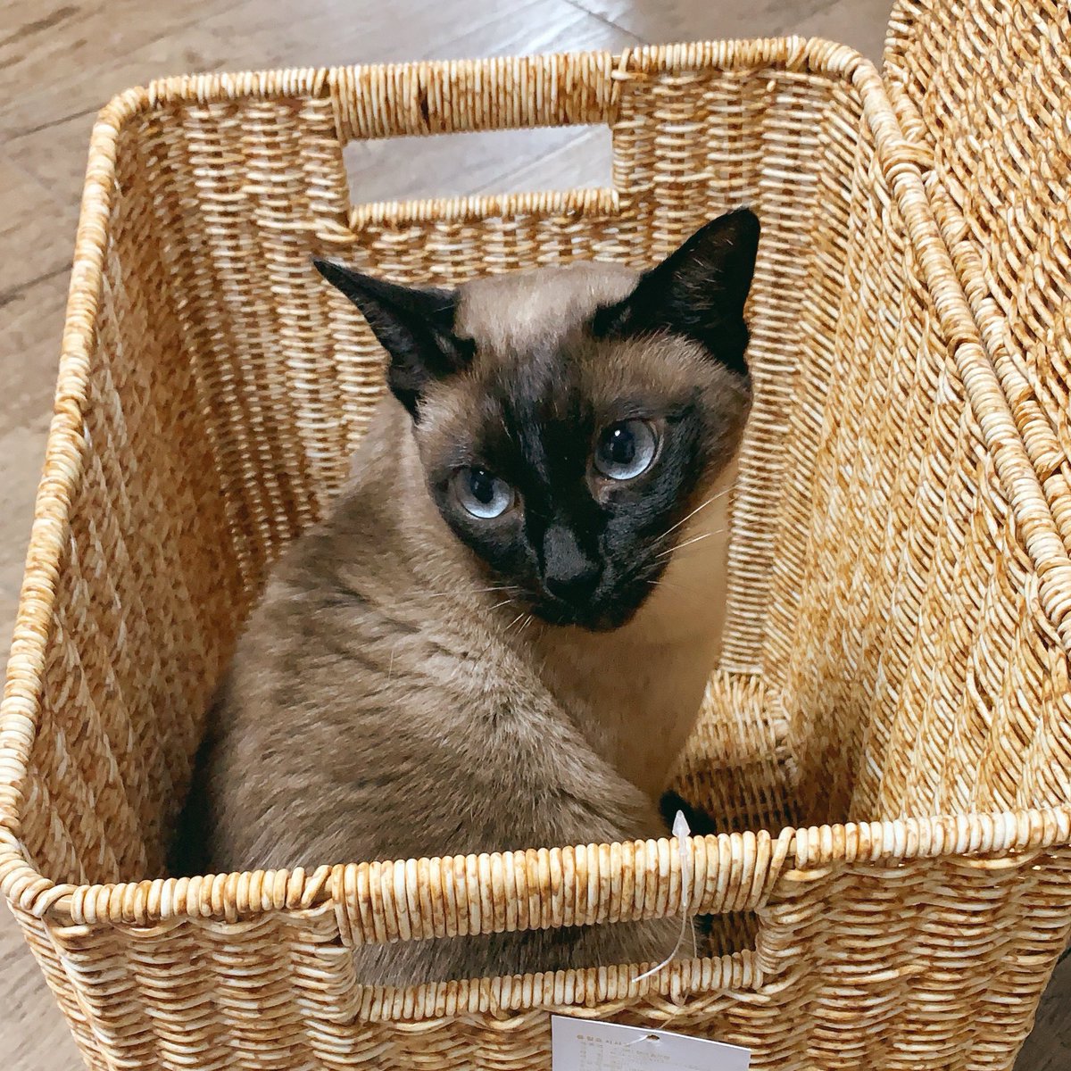 고양이용품 정리하려고 산 라탄박스인데..
숨숨집 주문한거아닌데...